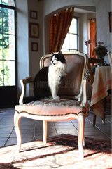 Cat seated on a chair in a lounge