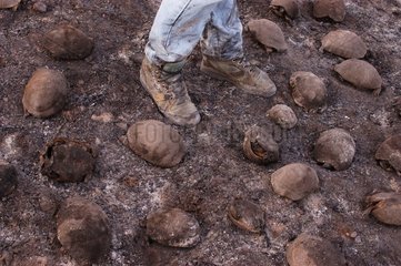 Cadavres de tortue d'Hermann Massif des Maures été 2003