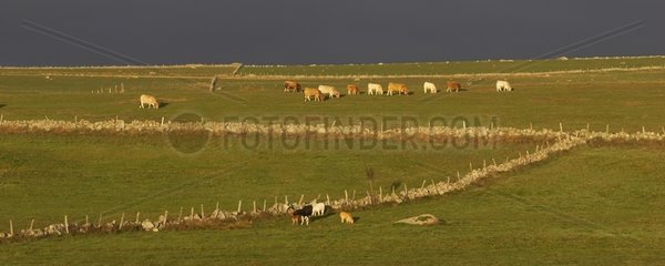 Cows in meadows Aubrac France