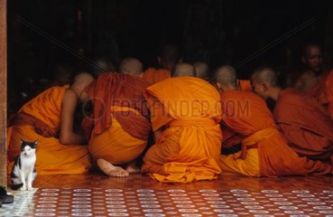 Chat devant un groupe de jeunes moines Laos