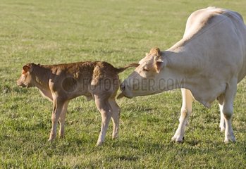 Eine blonde D'Aquitaine -Kuh  die ihr Kalb in der Wiese leckt