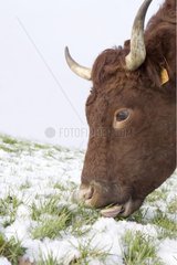 Cow salers grazing in snow France [AT]