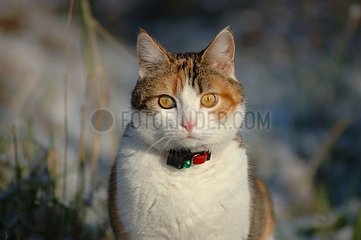 Portrait d'une chatte de gouttière de 3 ans avec un collier