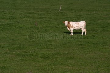 Kuh bei Pré Jura
