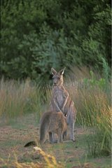 Femelle Kangourou gris de l'Est et son petit têtant