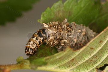 Caterpillar sheath Gorges de la Frau France