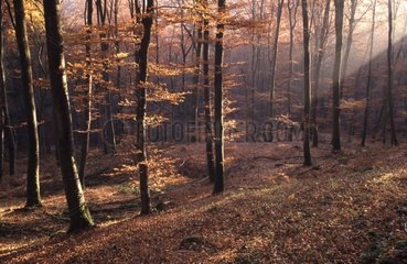 Beech forest massif of the Ardennes [AT]