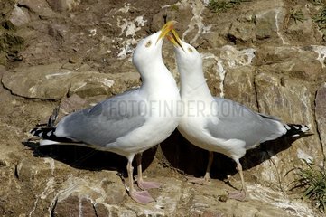 Herring gull female asking the male food France