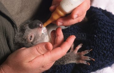 Burnsy young orphan Koala 6 months fed milk