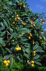 Loquat with ripe fruits Morocco