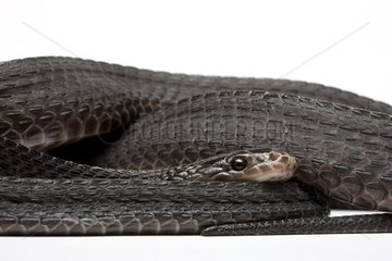 Cape File Snake from Tanzania in studio