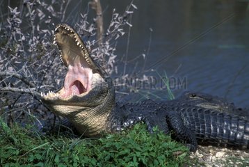 Alligator du Mississippi avec la gueule ouverte USA