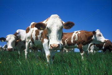 Troupeau de vaches Montbéliardes au pré France