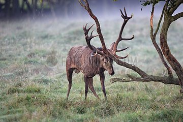 Red Deer rubbing his wood in the fog Denmark