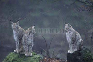 Groupe de Lynx boréals Bayerischer Wald Allemagne