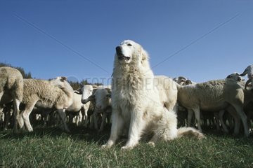 Patou beschÃ¼tzt eine Mutterschaf -Herde PyrenÃ©es Frankreich