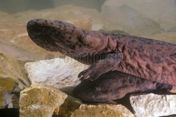 Japanese giant salamanders on rocks Japan