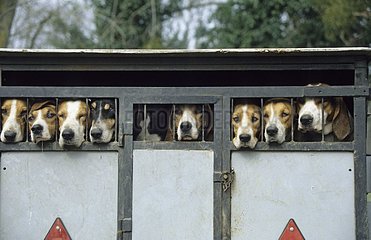 Transport von Schützenhunden  die in einem Anhänger gestapelt sind