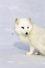 Portrait of an Arctic fox in the snow in the United States