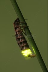 Common glow-worm climbing on a stem