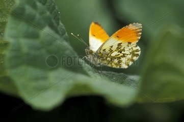 Male Orange tip on a Burrdock leaf Switzerland