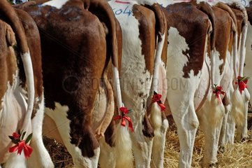 Schwänze von Montbeliarde -Kühen vor dem Wettbewerb Frankreich