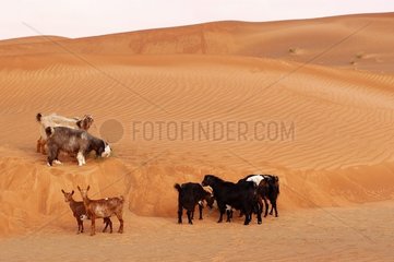Ziegen verblasste in der Wüste der Vereinigten Arabischen Emirate