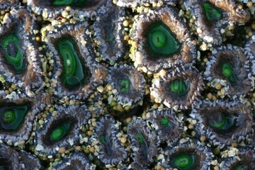 Kolonie von Disc Sea Anemones bei Ebbe Indonesien