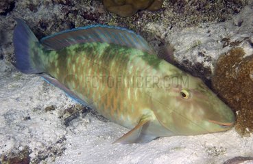 Pacific longnose parrotfish Tuamotu French Polynesia