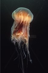 Lion's mane Jellyfish in seawater Stubbs island Canada