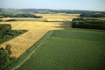 Müsli gemischtes Bauernhof im Sommer Ile de France