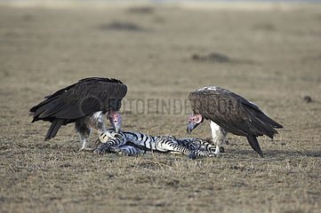 Lappet-faced Vulture eating a Grant's Zebra Masai Mara Kenya