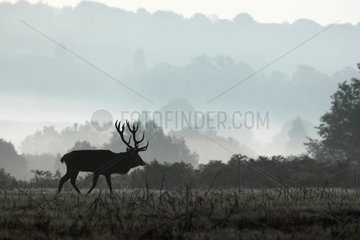 Silhouet of a male of Red deer at sunrise GB