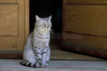 She-Cat British Short Hair Farbe Silber Tabby an der Tür