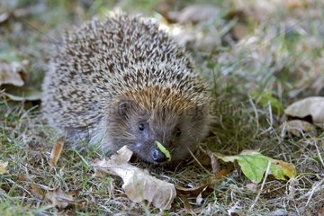 Western European Hedgehog wearing a caterpillar on muzzle