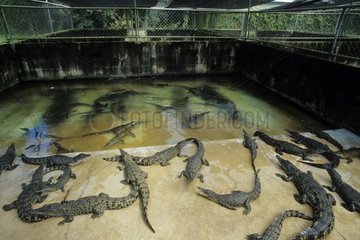 Elevage de crocodile Darwin