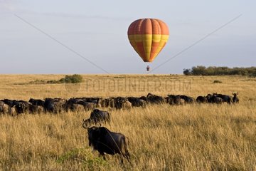 Hot air-balloon over a Gnus herd Masai Mara Kenya