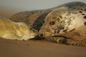 Grey Seal Female und Welpen auf dem Sandschottland