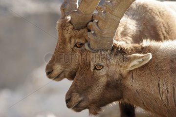 Junge Ibexes reiben Hörner