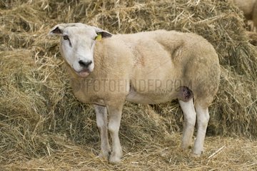 Sheep suffering from the Blue tongue disease France