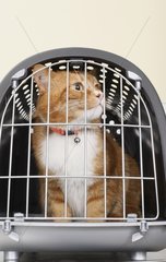 Cat in a basket cat