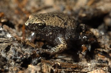 Eastern Narrowmouth Toad resting on moist soil Texas