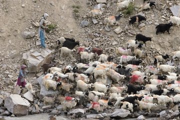 Kinder und Herde von Goats Valley Lingti Zanskar India