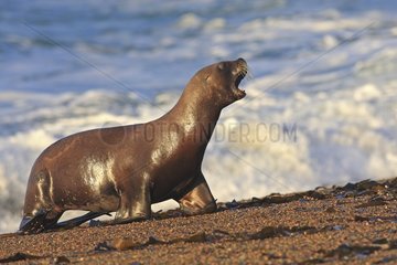 Southern sea lion at the edge of water Patagonia Argentina