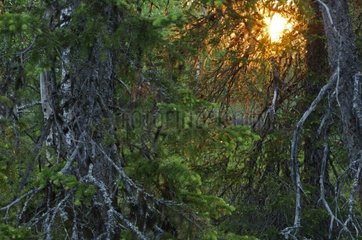 Sun through branches in Taiga Finland