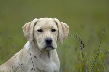 Labrador sit in a meadow