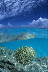 Harte Korallen in der Lagune von Fakarava Tuamotu Polynesien