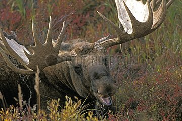 Portrait de grand mâle d'Orignal dans la toundra Alaska