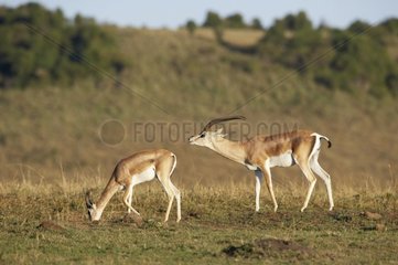 Gazelles de Grant mangeant dans la savane Masaï Mara Kenya