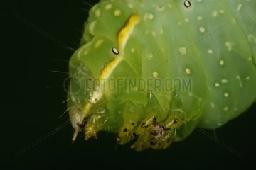 Portrait of Copper underwing caterpillar Belgium